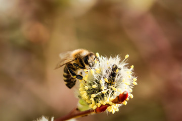 Weidenkätzchen, erste Nahrungsquelle für Bienen im Frühjahr