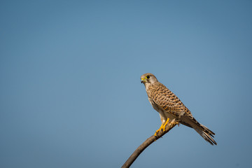 A habitat image of Common kestrel or Falco tinnunculus sitting on a beautiful perch at tal chappar blackbuck sanctuary, rajasthan, India	