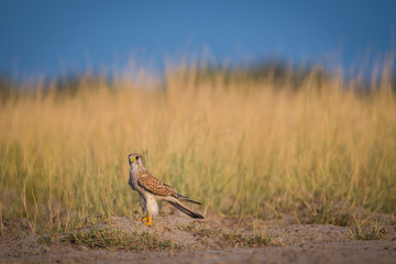 A Common kestrel or Falco tinnunculus closeup sitting on a beautiful perch at tal chappar blackbuck sanctuary, rajasthan, India	