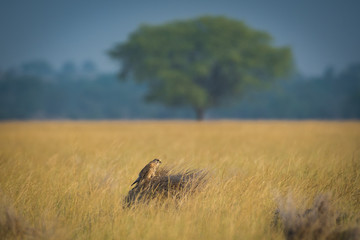 A habitat image of Common kestrel or Falco tinnunculus sitting on a beautiful perch at tal chappar blackbuck sanctuary, rajasthan, India	