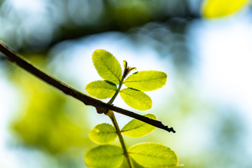 leaf