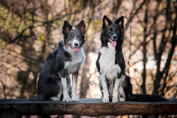 Two dogs border collies on the  wooden bench showing tongues