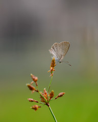 Macro Image Shot wildflower and insects photos