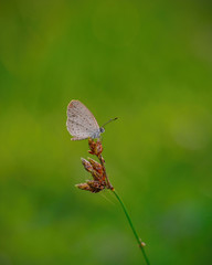 Macro Image Shot wildflower and insects photos