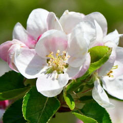 beautiful flower of apple tree