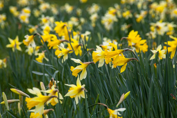 daffodils in the garden