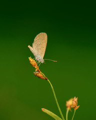 Macro Image Shot wildflower and insects photos