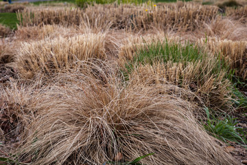 field of wheat