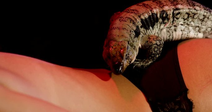 A black, white and brown Tegu Lizard walking on a female girls butt and back while sticking its tongue out licking and searching. Its long nails digging into the woman's skin as she stays still. 4k