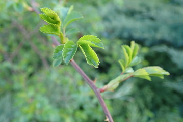 detail of green spring leaves texture
