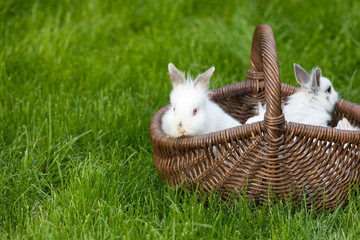 Easter white bunnies in a wicker basket on the grass