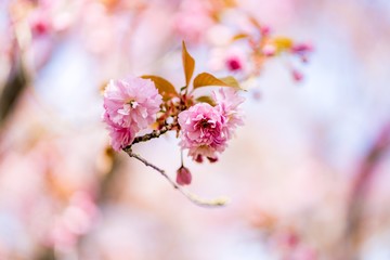 Japanische Kirschblüte