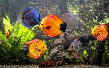 Fototapeta na wymiar Bunte Diskusfische im Aquarium