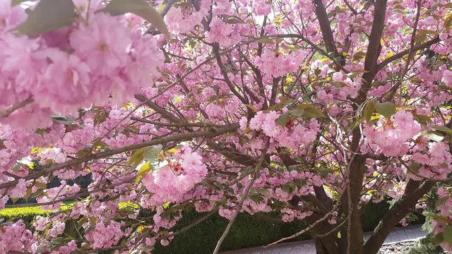 Cherry blossom, sakura flowers. Cherry blossom,sakura flowers on tree