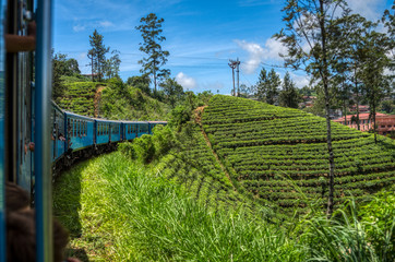 Fototapeta na wymiar Sri Lanka train trip crossing the tea plantations