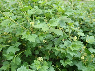 detail of green spring leaves texture
