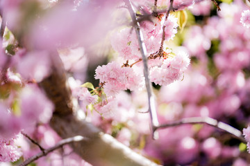 Japanische Kirschblüte