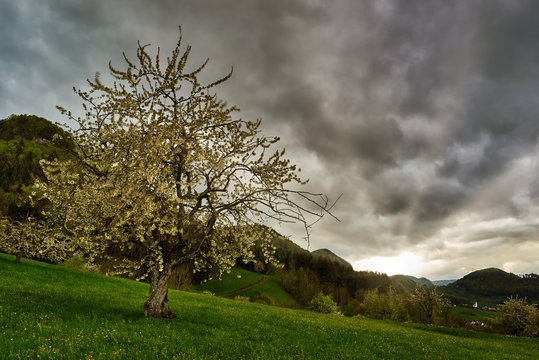 Ausblick Richtung Meltingen SO mt bl&uuml;hendem Kirschbaum