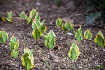 seedlings growing in soil