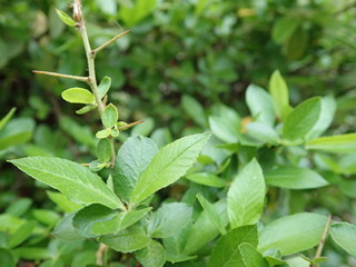 detail of green spring leaves texture