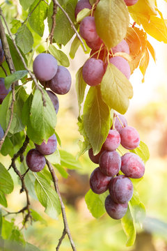 Ripe organic plums fruits on the tree branch in sunlight