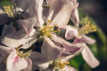 Blooming apple spring garden. Delicate flowers of the apple tree