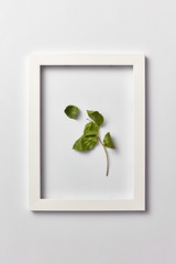 Natural picture with green leaf in a frame on a light background.