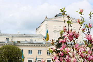 Magnolia tree blossom on the background of the theatre on Teatralna square in Vinnytsia, Ukraine © Gelia