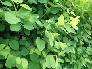 Fototapeta na wymiar detail of green spring leaves texture