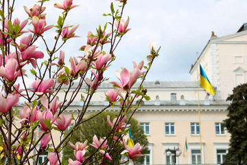 Magnolia tree blossom on the background of the theatre on Teatralna square in Vinnytsia, Ukraine © Gelia