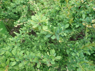 detail of green spring leaves texture