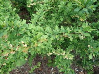 detail of green spring leaves texture