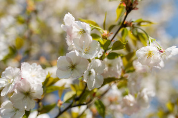 Honey bees collecting pollen and nectar as food for the entire colony, pollinating plants and flowers - Spring time to enjoy leisure free time in a park with blossoming sakura cherry trees