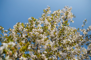 Honey bees collecting pollen and nectar as food for the entire colony, pollinating plants and flowers - Spring time to enjoy leisure free time in a park with blossoming sakura cherry trees
