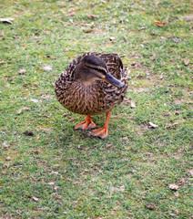 Portrait einer Stockente