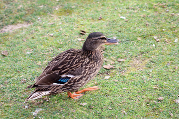 Portrait einer Stockente