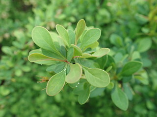 detail of green spring leaves texture