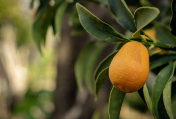oranges on tree