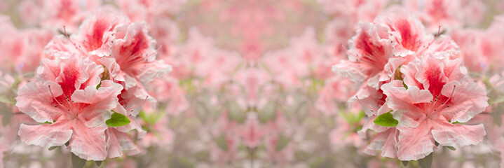 Blooming pink rhododendron (azalea), close-up, selective focus, copy space.