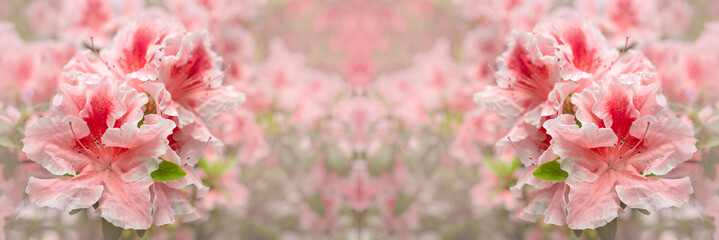 Blooming pink rhododendron (azalea), close-up, selective focus, copy space.