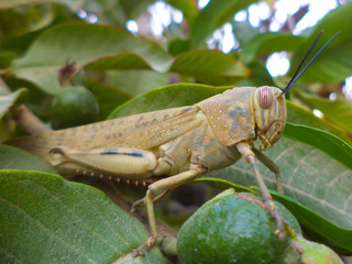 green grasshopper on a leaf