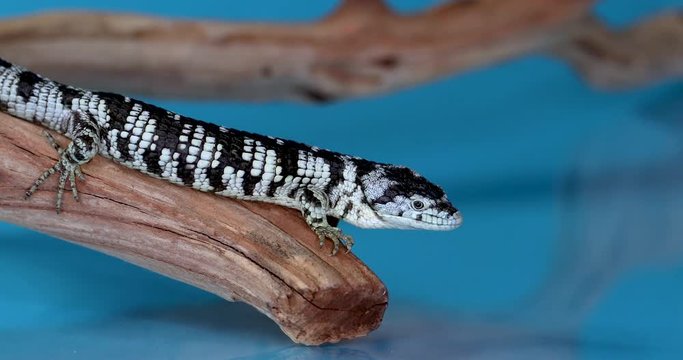 A black and white Mexican Alligator Lizard that is crawling on top of a branch, looking around and seeing a reflection off of the blue background. 4k