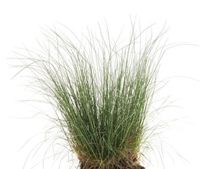 Bunch of green grass.