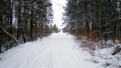 road in winter forest