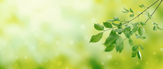 Summer green leaves on a shiny background