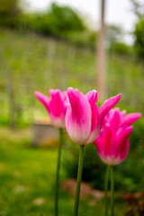 Pink Tulips