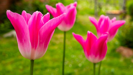 Obraz premium Pink Tulips
