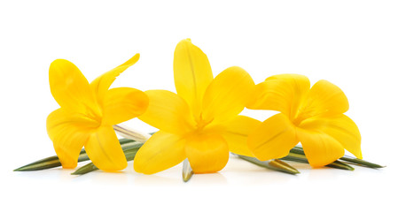 Fototapeta premium Yellow bouquet of crocuses.