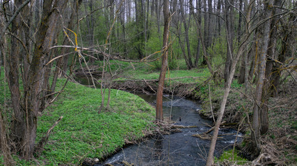 stream in the forest