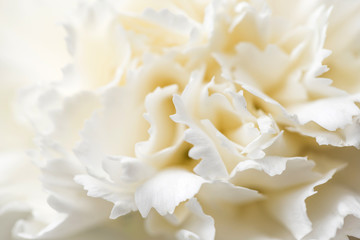 Beautiful carnations in bloom